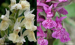 Bílé Karpaty, orchideje